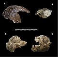 Schädelknochen (A) DH2, (B) DH5, (C und D) DH4. Skala = 10 cm