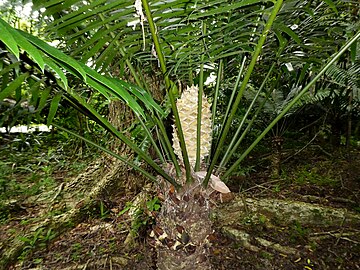 Immature female cone