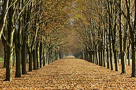 Die Lindenallee im Herbst (2015)