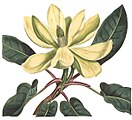 Het geoorde blad van Magnolia fraseri