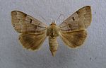 Minucia lunaris – Specimen