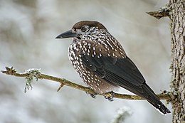 Fenyőszajkó (Nucifraga caryocatactes)