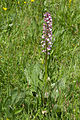 Orchis × hybrida Hybride: Orchis militaris × Orchis purpurea