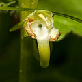 Grünliche Waldhyazinthe (Platanthera chlorantha) Blütendetail