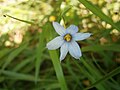 Sisyrinchium angustifolium close-up