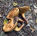 Suillus bovinus