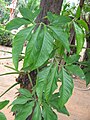 Syngonium podophyllum Leaves