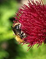 Bee on 'Atropurpureum' flower