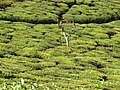 Tea plantation in India