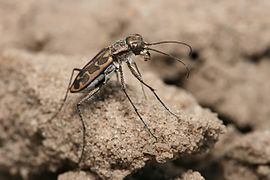 Tiger beetle Lophyra sp.