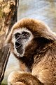 Weißhandgibbon Mona