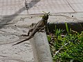 Siedleragame Agama lizard