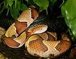 Eastern copperhead (Agkistrodon contortrix)