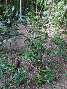 Branch and foliage