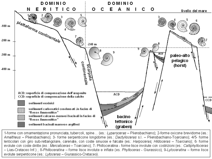 Ricostruzione schematica delle condizioni paleobatimetriche e deposizionali delle facies di Rosso Ammonitico nel Giurassico Inferiore (Pliensbachiano-Toarciano).