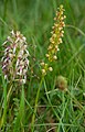 Ohnhorn (Orchis anthropophora)