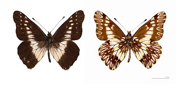 Museum specimen ♂ Both sides