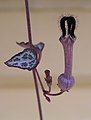 Ceropegia_woodii