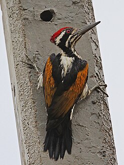 Chrysocolaptes festivus