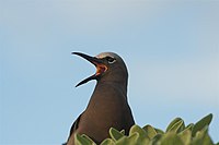 Common Noddy