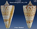 Conus monile Hwass in Bruguière, J.G., 1792