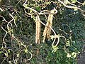 Corylus avellana 'Contorta' male catkins