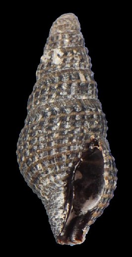 Crassispira pellisphocae