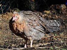 a dull grey-brown hen