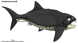 Dunkleosteus, one of the largest armoured fish ever to roam the planet, lived during the Late Devonian