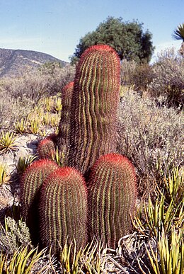 Ferocactus pilosus