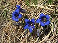 Gentiana clusii