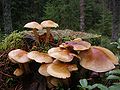 Hypholoma capnoides