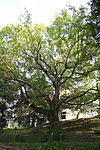 Ahornblättrige Platane (Platanus x hispanica)