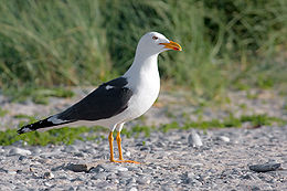 Larus fuscus graellsii