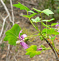 Lavatera assurgentiflora