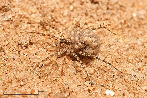 Wolf spider with egg sac