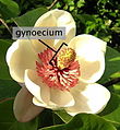 Άνθος του είδους Magnolia × wieseneri, όπου φαίνονται οι πολλοί ύπεροι που σχηματίζουν το γυναικείον (gynoecium)[Σημ. 2] στο κέντρο του άνθους.