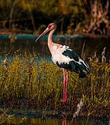 white stork