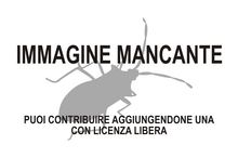 Immagine di Paraphrynovelia mancante