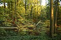 some fallen beeches after a storm