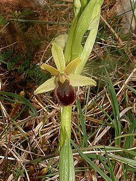 Vroege spinnenorchis