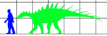 Old Paranthodon size chart