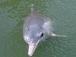 Pacific humpback dolphin