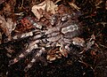 Poecilotheria pederseni