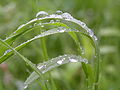 Raindrops on blades of grass.