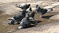 Pigeons cooling off in Kharkiv during 37 °C weather.