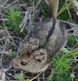 Driekleurige muis