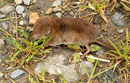 Erdei cickány (Sorex araneus)