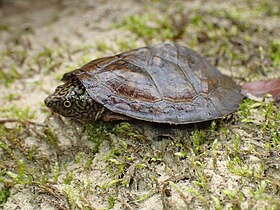 Young turtle