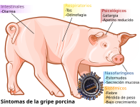 Spanish version: Español: Síntomas de la gripe porcina en cerdos, numeros.